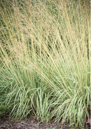 Molinia caerulea Variegata